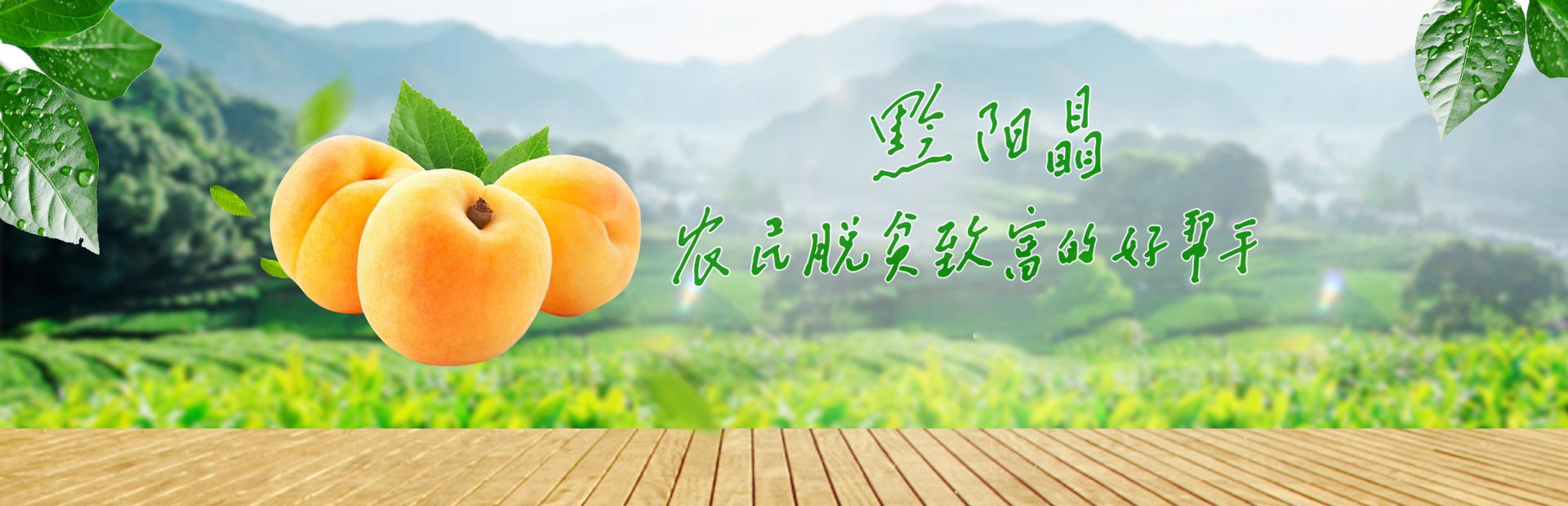 洪江市禹甜科技有限公司_黔陽瞐_農產品的批發零售 洪江市禹甜科技有限公司_黔陽瞐_農產品的批發零售